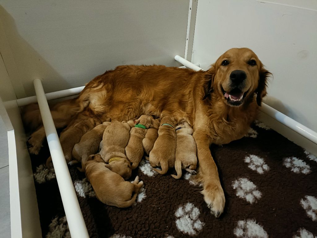 chiot Golden Retriever De L’Auberge De La Voûte