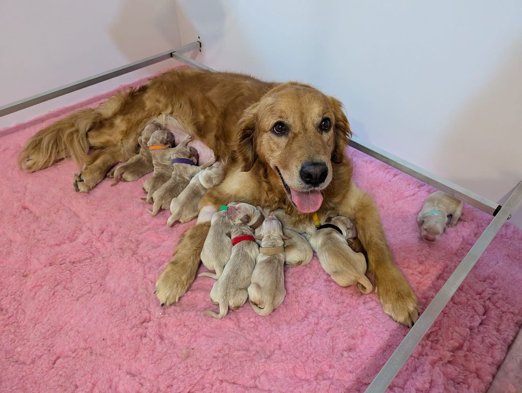 chiot Golden Retriever De L’Auberge De La Voûte