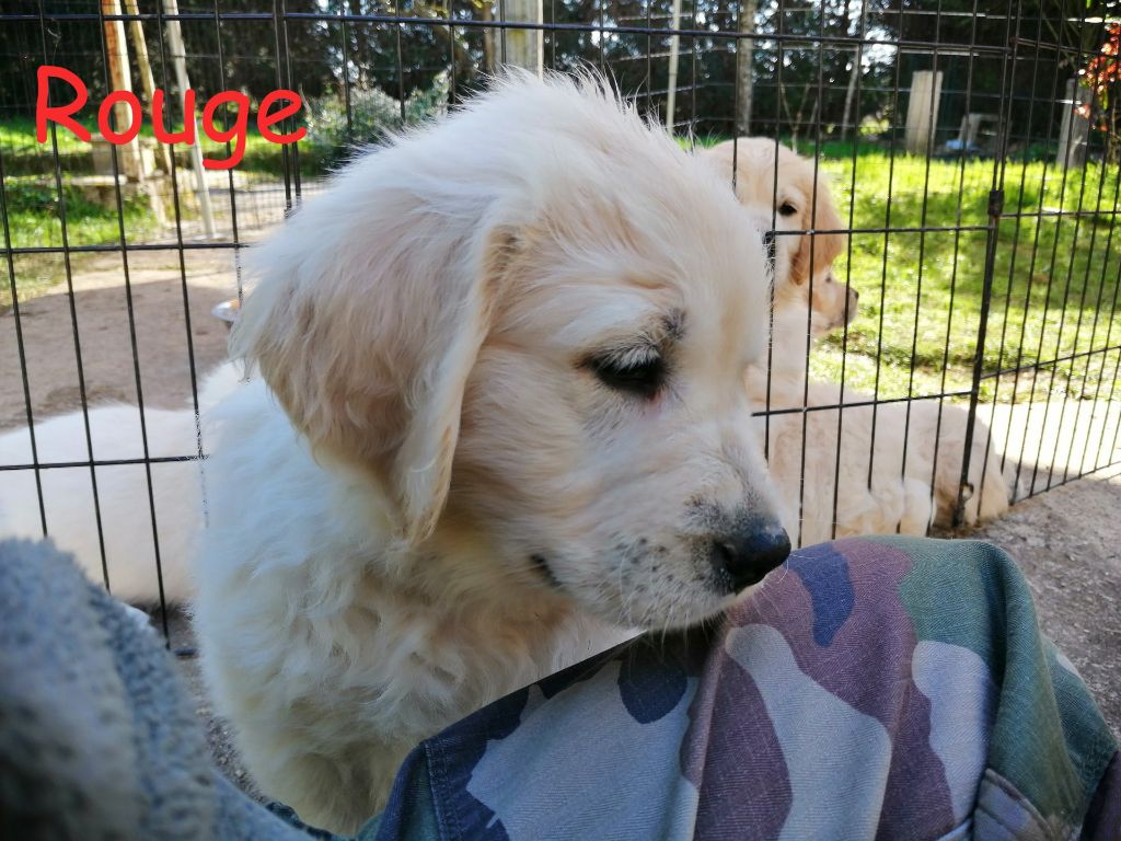 CHIOT RUBY 2020