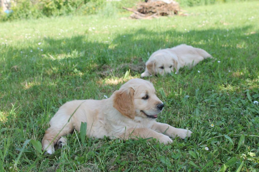 CHIOTS RUBIS 2018