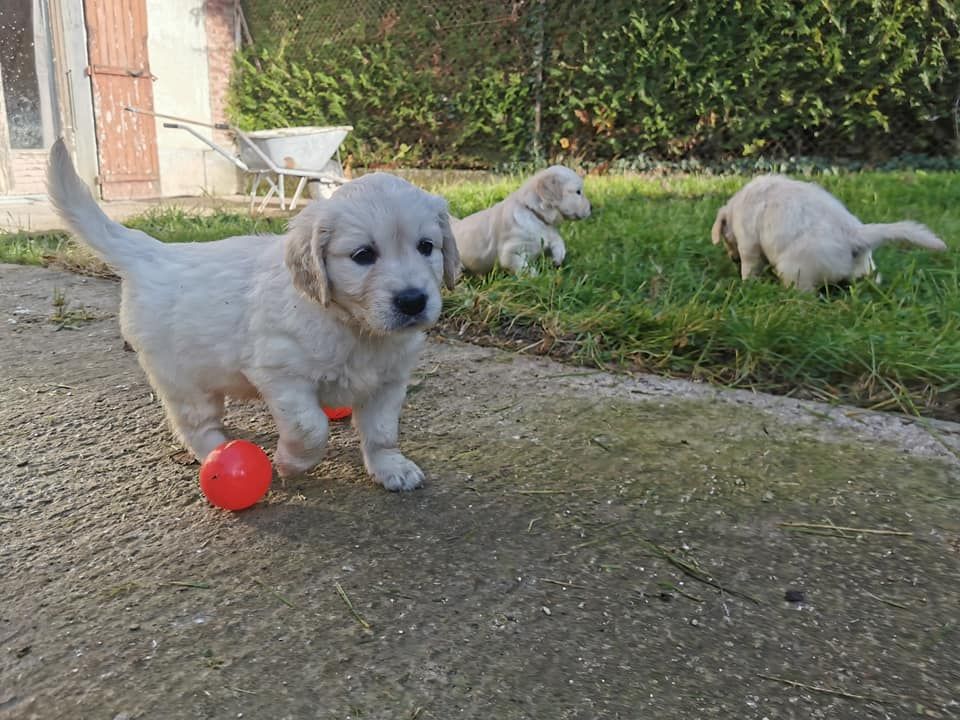 CHIOTS CALYPSO 2019