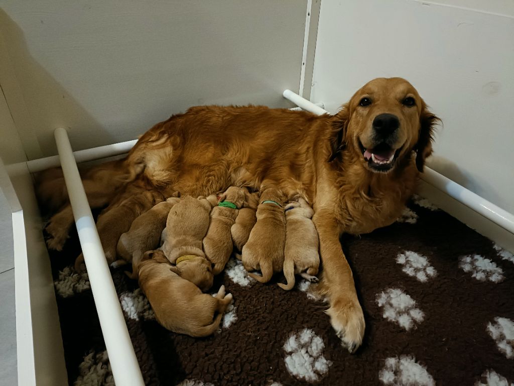 De L’Auberge De La Voûte - Golden Retriever - Portée née le 27/11/2022