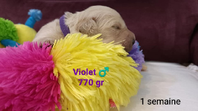 Violet